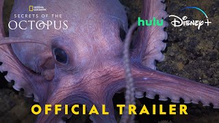 Secrets of the Octopus  Official Trailer  National Geographic