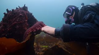 Secrets of the Octopus on National Geographic