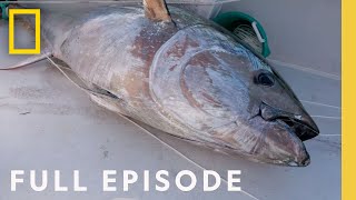 Bluefin Season The Battle for the First Fish Full Episode  Wicked Tuna