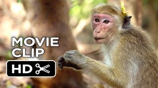 Monkey Kingdom Movie CLIP  Were the Monkeys 2015  Disneynature Documentary HD