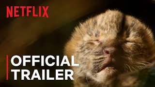 Living with Leopards  Official Trailer  Netflix