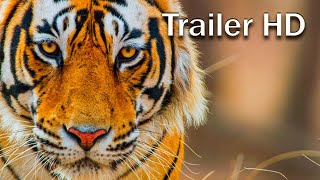 Disneynatures Tiger 2024  Official HD Trailer