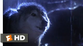 Lassie 39 Movie CLIP  Lassie vs Wolf 1994 HD