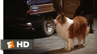 Lassie 19 Movie CLIP  Can We Keep Her 1994 HD