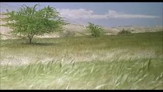 Gabbeh 1996  Grass in the wind