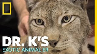 Dr Ks Exotic Animal ER  Trailer  Dr Ks Exotic Animal ER