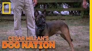 Finding a Dogs Balance  Cesar Millans Dog Nation