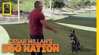 Learning Control  Cesar Millans Dog Nation