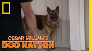 Approaching an Apprehensive Dog  Cesar Millans Dog Nation