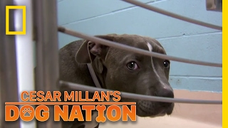 Comforting a Scared Dog  Cesar Millans Dog Nation