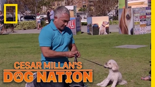 Correcting the Nervous Energy  Cesar Millans Dog Nation