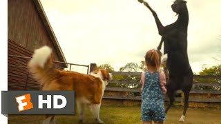 A Dogs Journey 2019  Dog vs Horse Scene 110  Movieclips