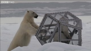 The Polar Bear Family  Me Trailer  BBC Two