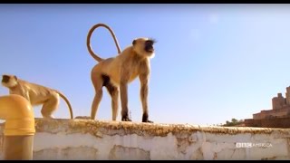 Stealthy Monkeys Rule This City  Planet Earth II