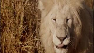 BBC One Documentary Ingenious Animals