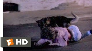 After Midnight 510 Movie CLIP  Wild Dog Attack 1989 HD