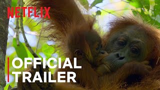 Secret Lives of Orangutans  Official Trailer  Netflix