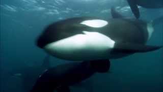 Blackfish  Official Trailer US 2013 Orca Tilikum