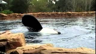 Blackfish Trailer HD 2013