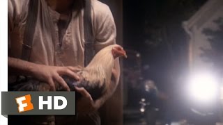 The Day of the Locust 79 Movie CLIP  Cockfight 1975 HD