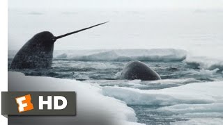 Arctic Tale 610 Movie CLIP  The Narwhals 2007 HD