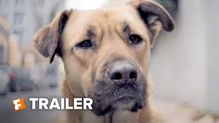 Stray Trailer 1 2021  Movieclips Indie