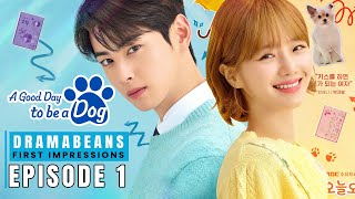 A Good Day to Be a Dog  Episode 1 First Impressions  Starring Park Kyuyoung Cha Eunwoo