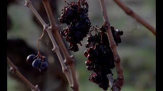 The Grapes Of Death 1978 Fan Trailer