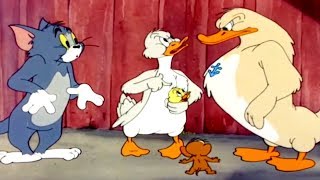 Tom and Jerry 47 Episode  Little Quacker 3 1950