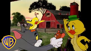 Tom  Jerry  Quack Quack its Little Quacker   Classic Cartoon Compilation  wbkids