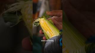 A moment of corn ASMR Omnivore