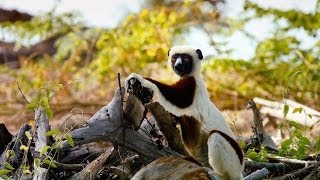 Island of Lemurs Madagascar