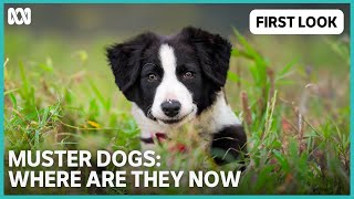 First Look  Muster Dogs Where Are They Now  ABC TV  iview