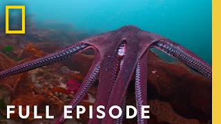 Masterminds Secrets of the Octopus Full Episode  National Geographic