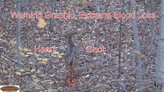 Extremely graphic heart shot on a Nontypical 10 point Whitetail buck  Extreme blood loss