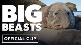 Big Beasts  Exclusive Official Clip 2023 Tom Hiddleston