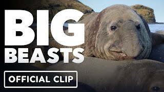 Big Beasts  Official Clip 2023 Tom Hiddleston