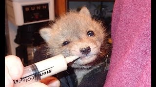 Second Chance For A Baby Fox part 1