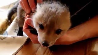 Second Chance For A Baby Fox part 2