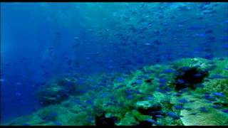 Sharkwater 2006 Trailer