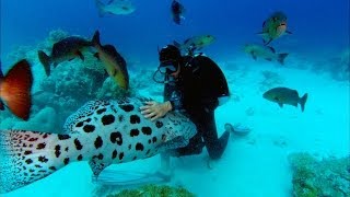 Sharkwater Trailer  HD