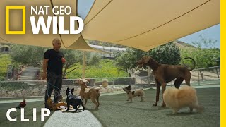 Cesar Teaches Calm Surrender  Cesar Millan Better Human Better Dog