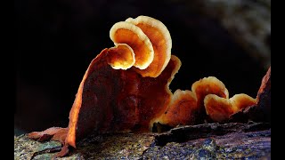 The Kingdom How fungi made our world  Trailer