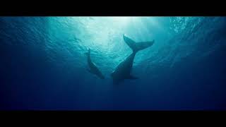 Whale Nation 2023  Trailer HD