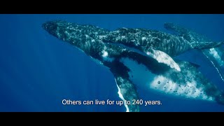 Whale Nation  Les Gardiennes de la plante 2023  Trailer English Subs