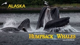 Humpback Whales  Alaska Behind the Scenes