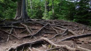 The Hidden Life of Trees by Peter Wohlleben