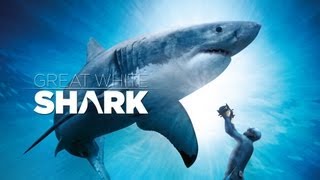 Great White Shark Official Trailer IMAX and Digital 3D