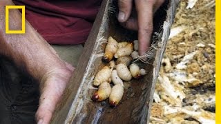 A Larvae Lunch  Primal Survivor