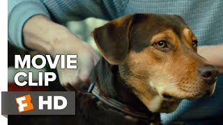 A Dogs Way Home Movie Clip  Go Home 2019  Movieclips Coming Soon